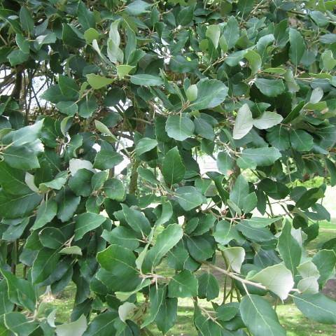 Chinese cork oak (Quercus variabilis) plant