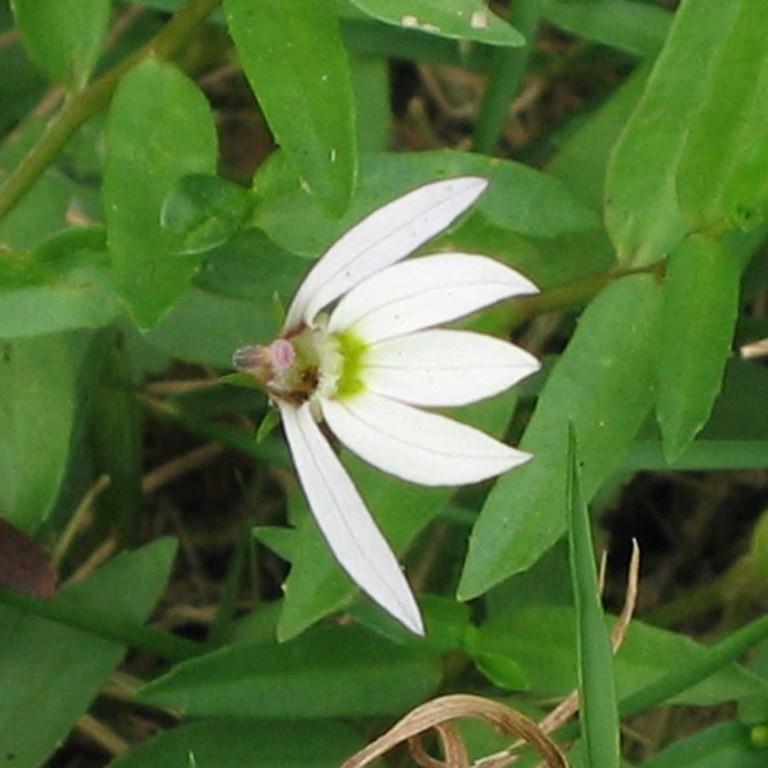 Chinese creeping lobelia (Lobelia chinensis) plant