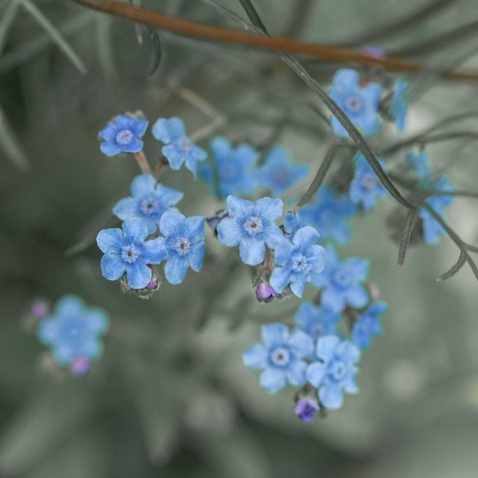 Chinese forget-me-not (Cynoglossum amabile) plant — close-up photo