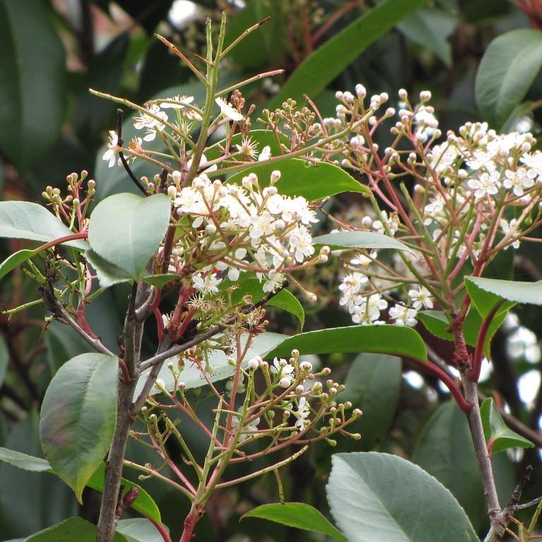 Chinese hawthorn (Photinia serratifolia) plant