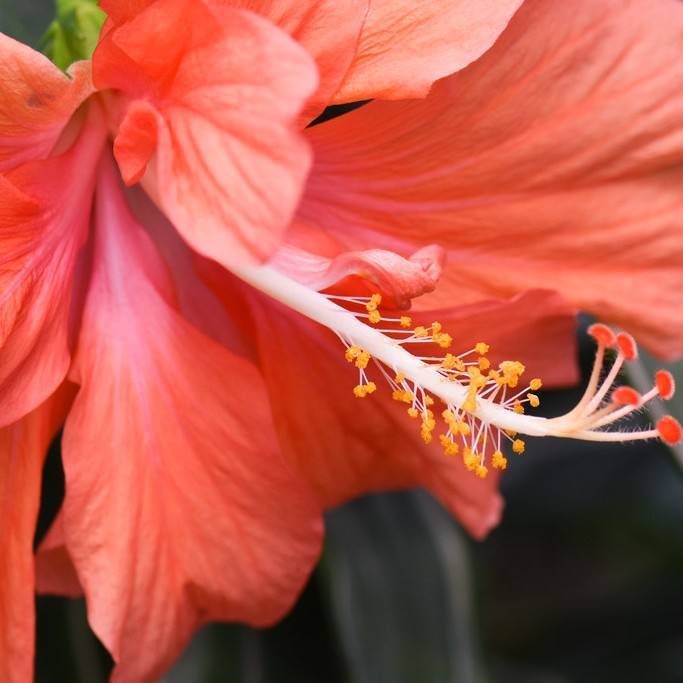 Chinese hibiscus (Hibiscus rosa-sinensis 'Persimmon') plant