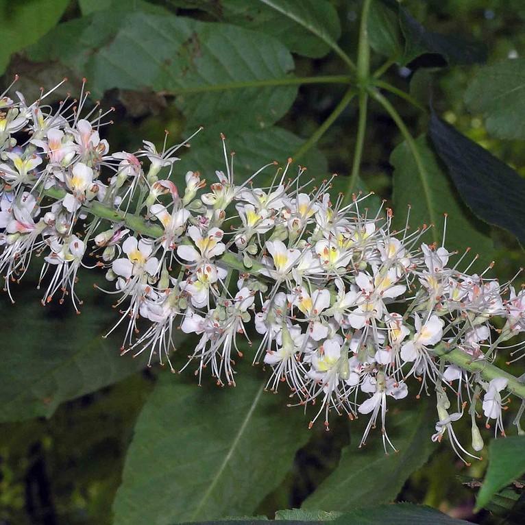 Chinese horse chestnut (Aesculus chinensis) plant — close-up photo
