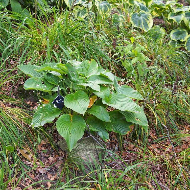 Chinese hosta (Hosta cathayana) plant