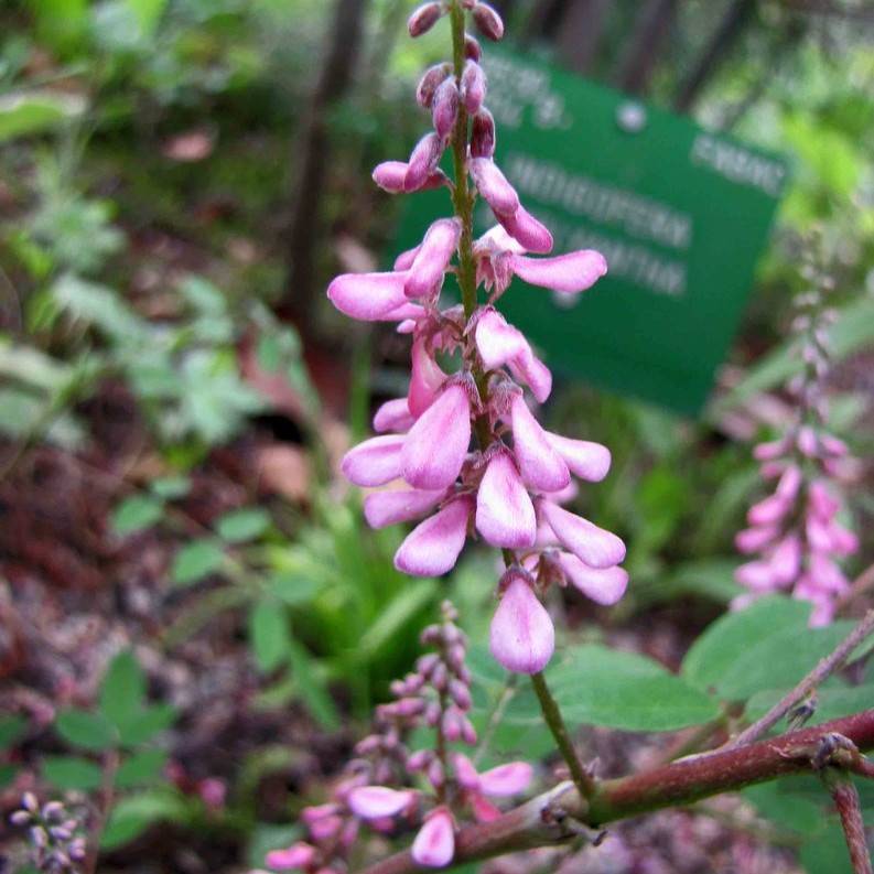 Chinese indigo (Indigofera decora f. alba) plant