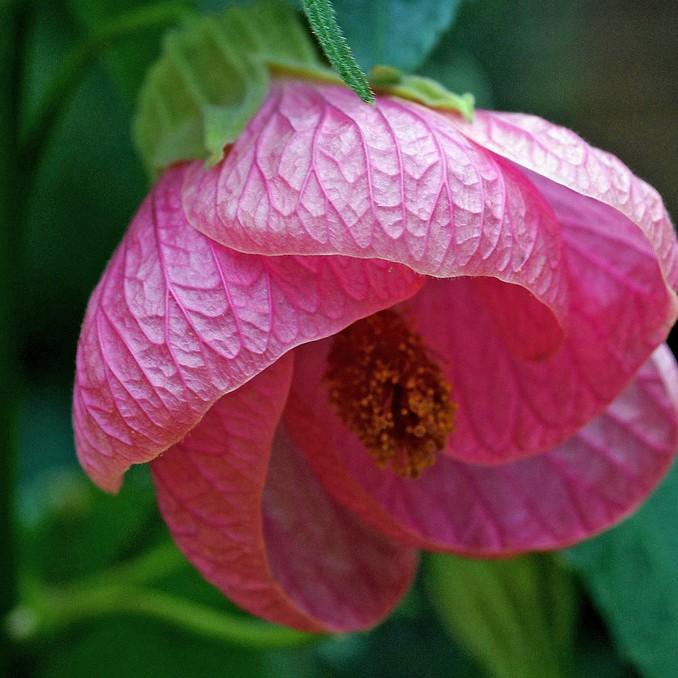 Chinese lantern (Abutilon x hybridum) plant