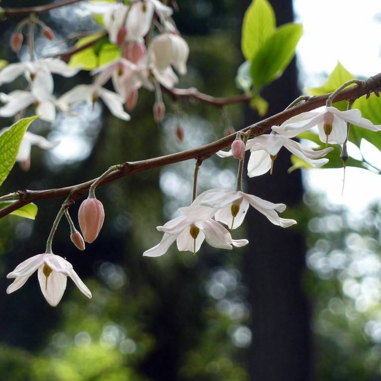 Chinese parasol (Melliodendron xylocarpum) plant