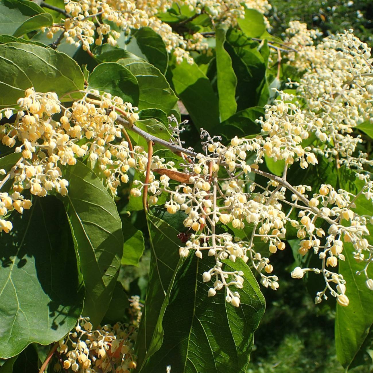 Chinese pearlbloom (Poliothyrsis sinensis) plant