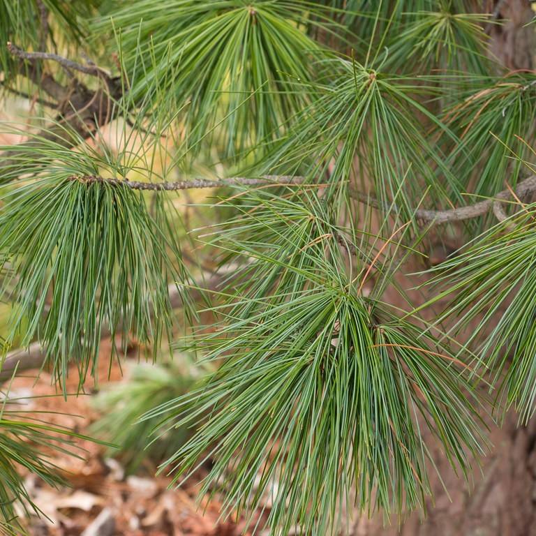 Chinese pine (Pinus tabuliformis) plant