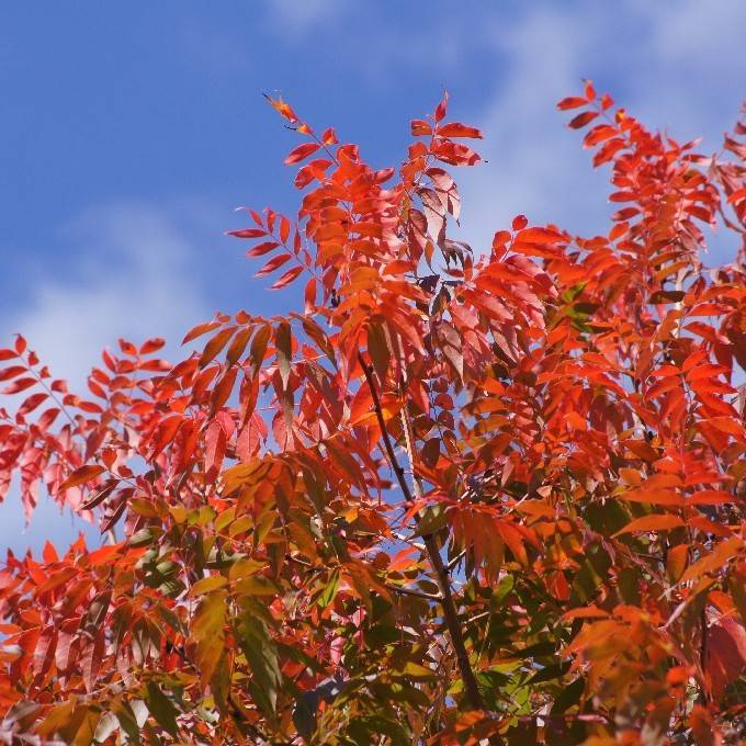 Chinese pistache (Pistacia chinensis) plant