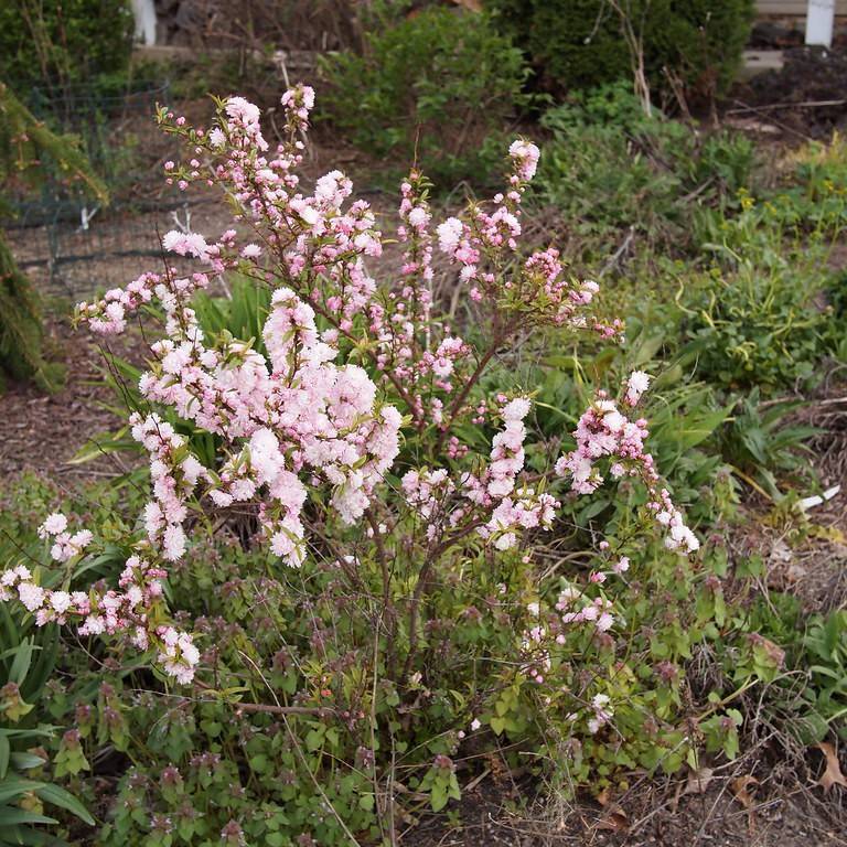Chinese plum (Prunus glandulosa) plant