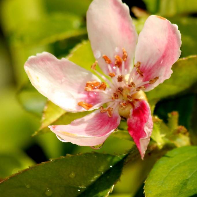 Chinese-quince (Pseudocydonia sinensis) plant
