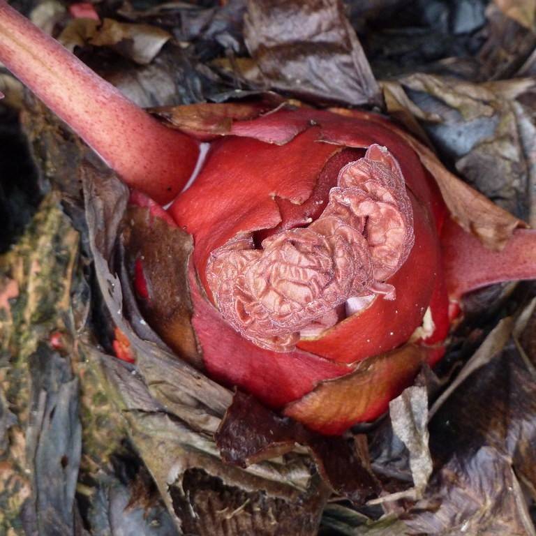 Chinese rhubarb (Rheum palmatum) plant