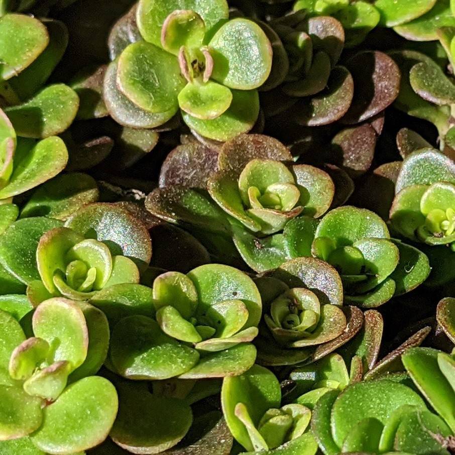 Chinese sedum (Sedum tetractinum 'Coral Reef') plant