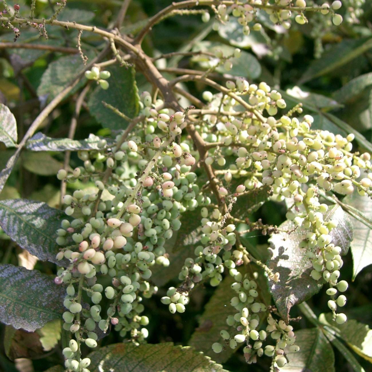Chinese sumac (Rhus chinensis) plant