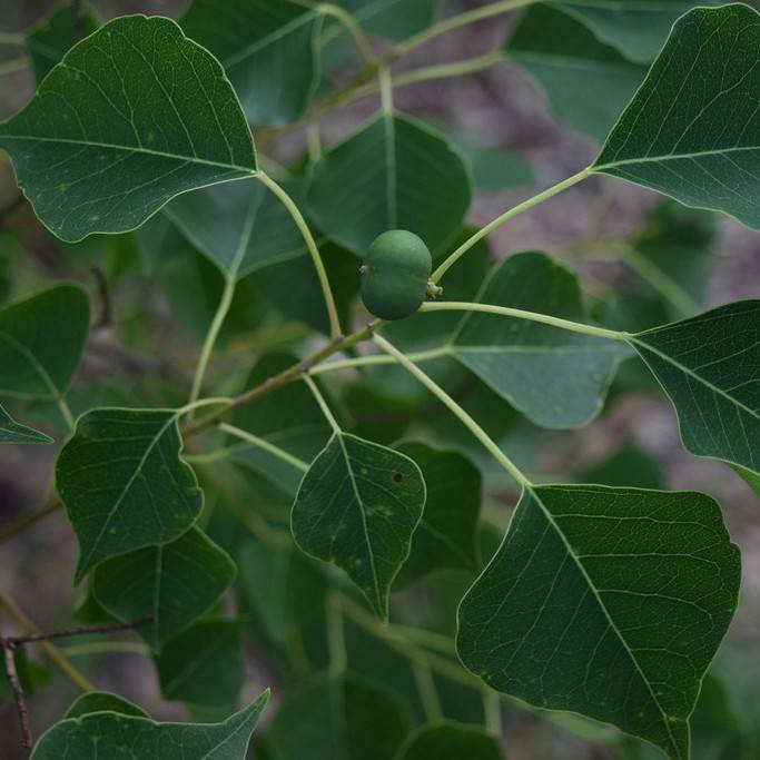 Chinese tallow (Triadica sebifera) plant