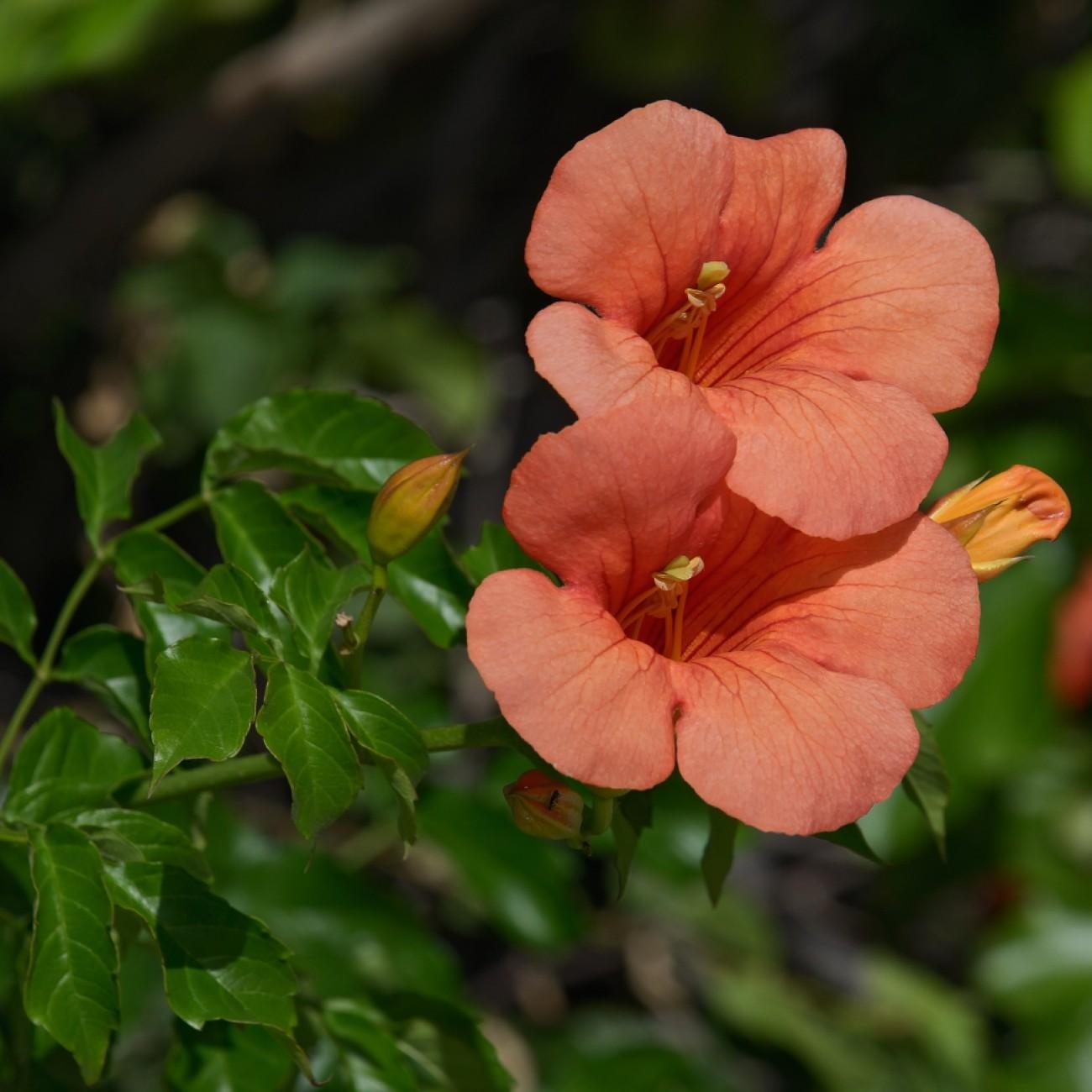 Chinese trumpet creeper (Campsis grandiflora 'Morning Calm') plant — close-up photo