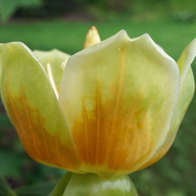 Chinese tulip tree (Liriodendron chinense) plant