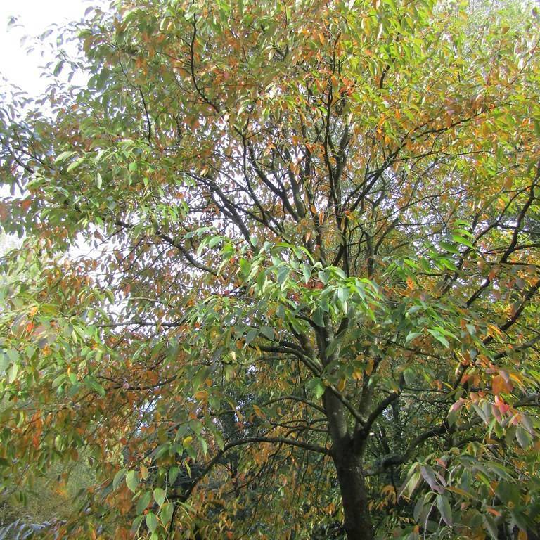 Chinese tupelo (Nyssa sinensis) plant