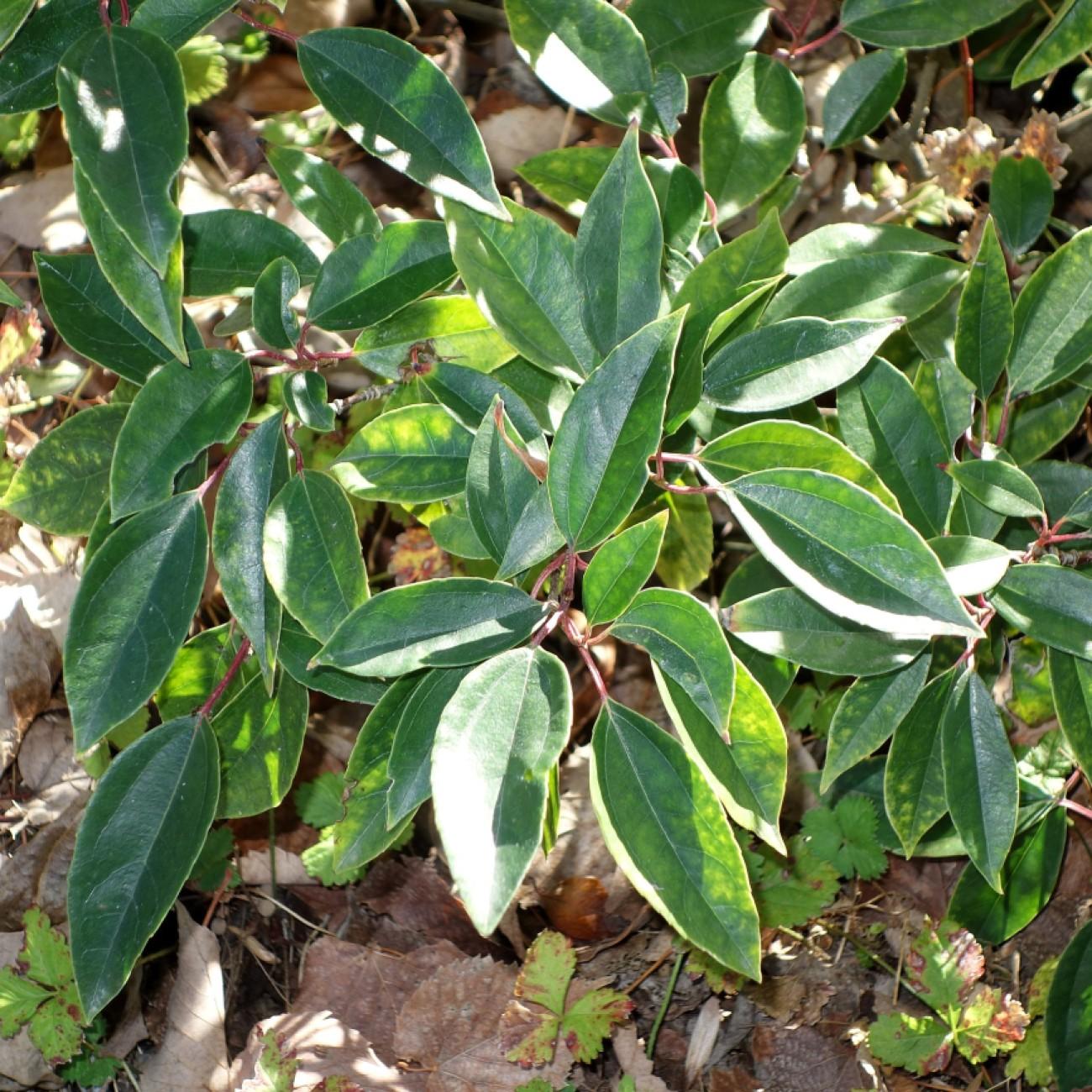 Chinese viburnum (Viburnum propinquum) plant
