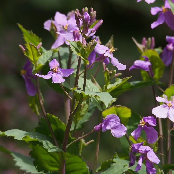Chinese violet cress (Orychophragmus violaceus) plant