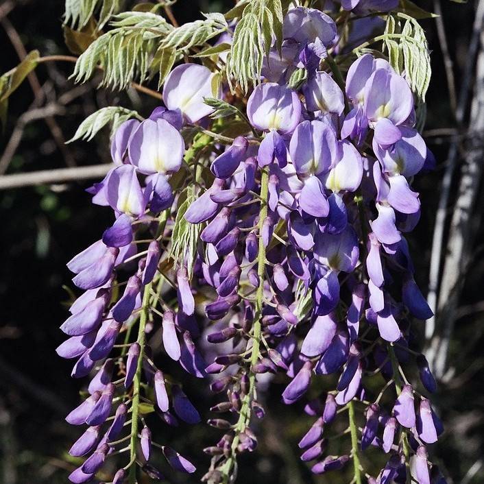 Chinese wisteria (Wisteria sinensis 'Prolific') plant