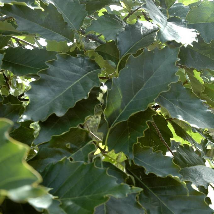 chinkapin oak (Quercus muehlenbergii) plant