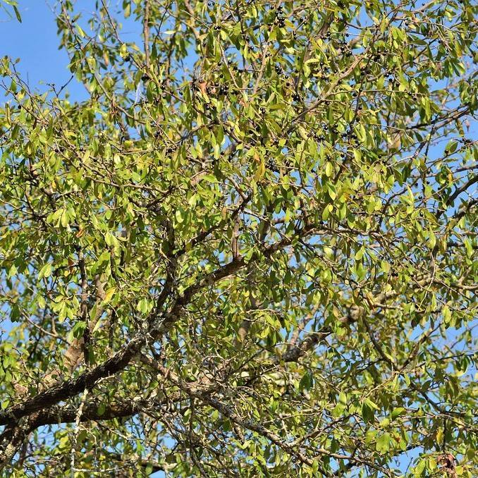 chittamwood (Sideroxylon lanuginosum) plant
