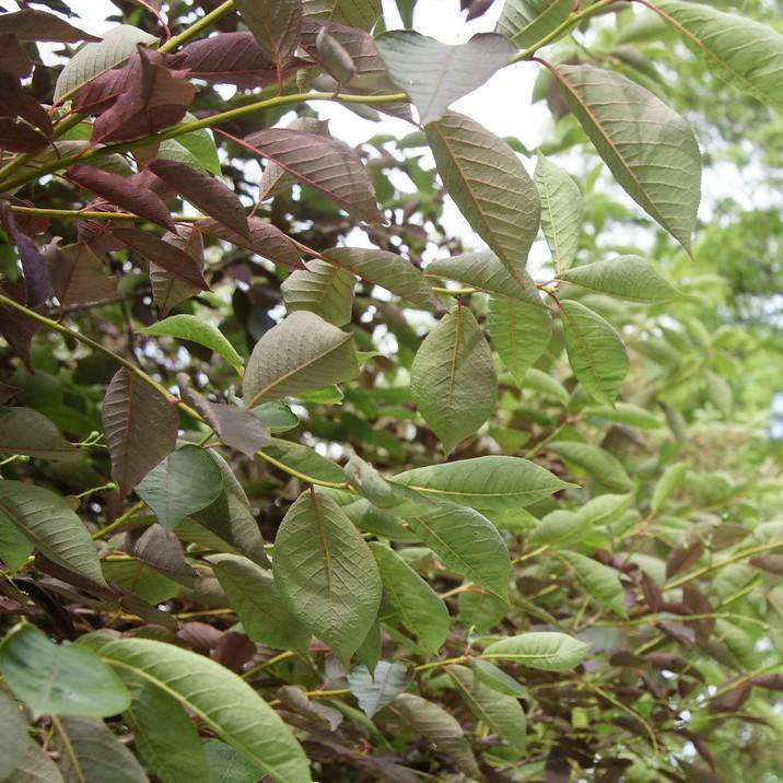 chokecherry (Prunus virginiana 'Schubert') plant