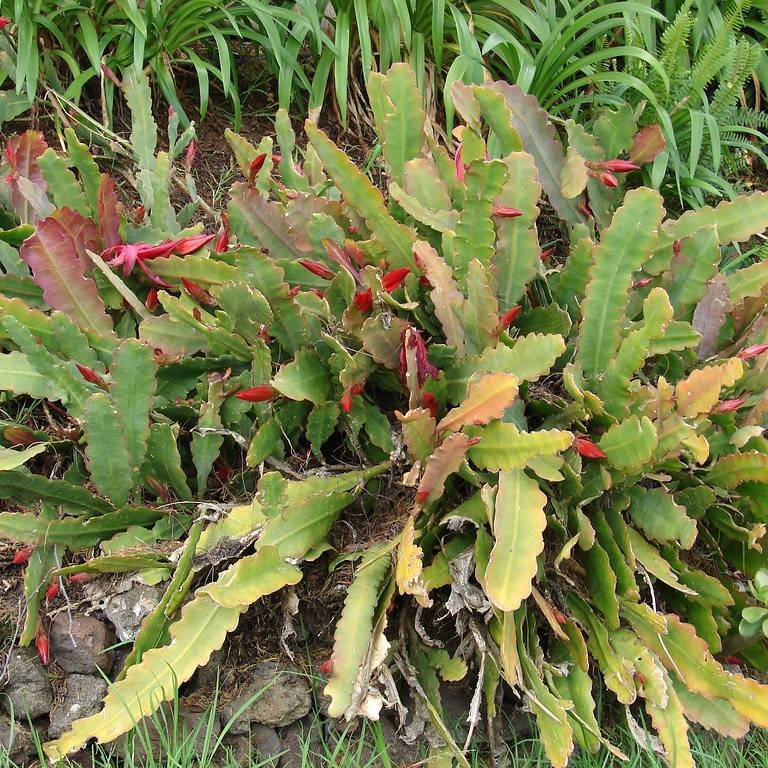 Christmas cactus (Schlumbergera buckleyi) plant