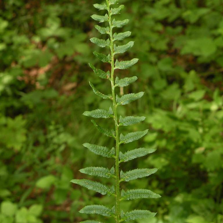 Christmas fern (Polystichum acrostichoides) plant