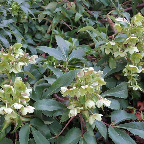 Christmas rose (Helleborus 'Walhelivor' IVORY PRINCE) plant