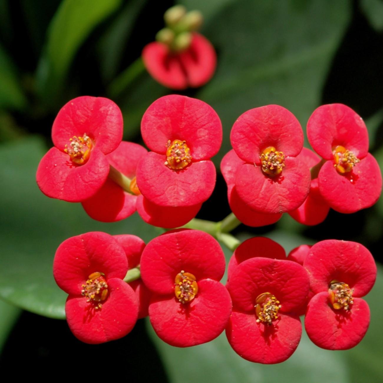 christplant (Euphorbia milii) plant