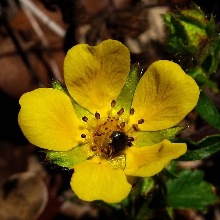 cinquefoil (Potentilla neumanniana 'Nana') plant