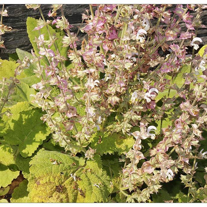 clary sage (Salvia sclarea) plant