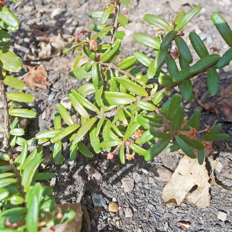 cliff green (Paxistima canbyi) plant
