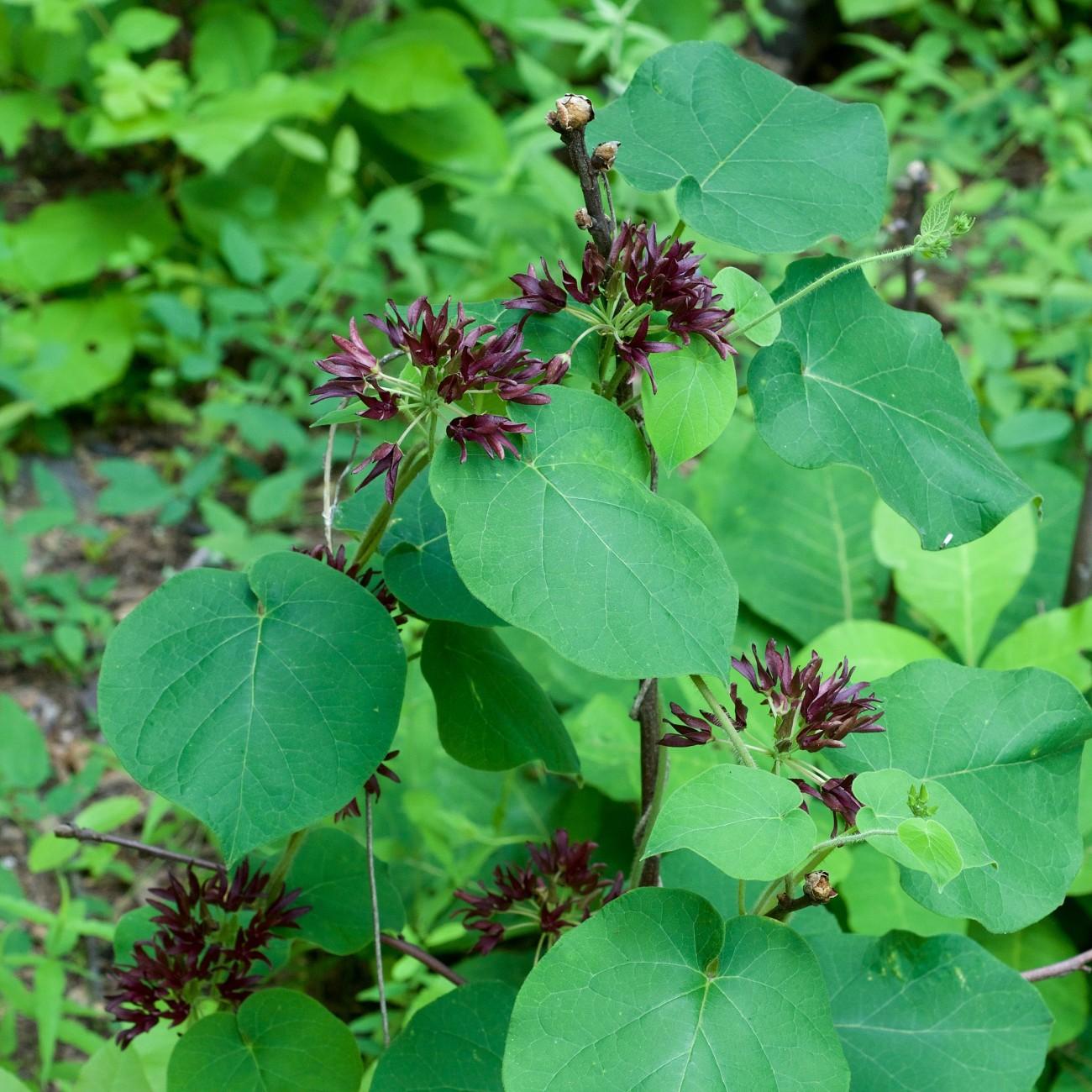 climbing milkweed (Matelea decipiens) plant