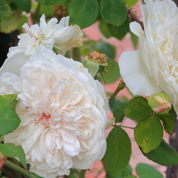 climbing tea rose (Rosa 'Sombreuil') plant