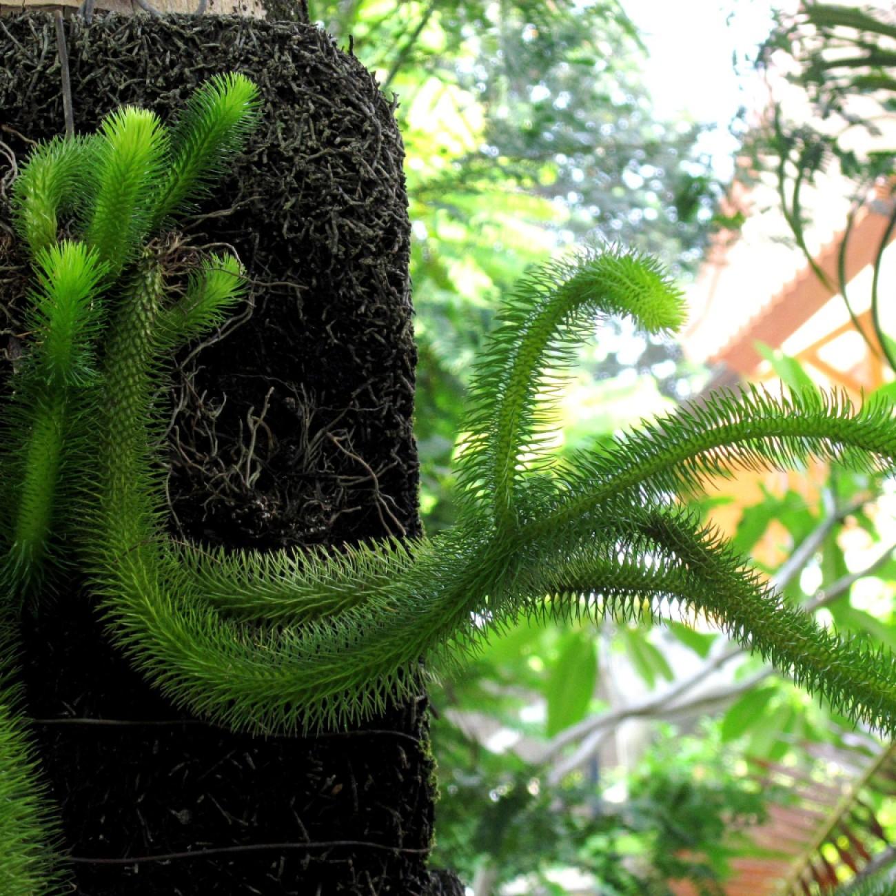 club moss (Lycopodium squarrosum) plant