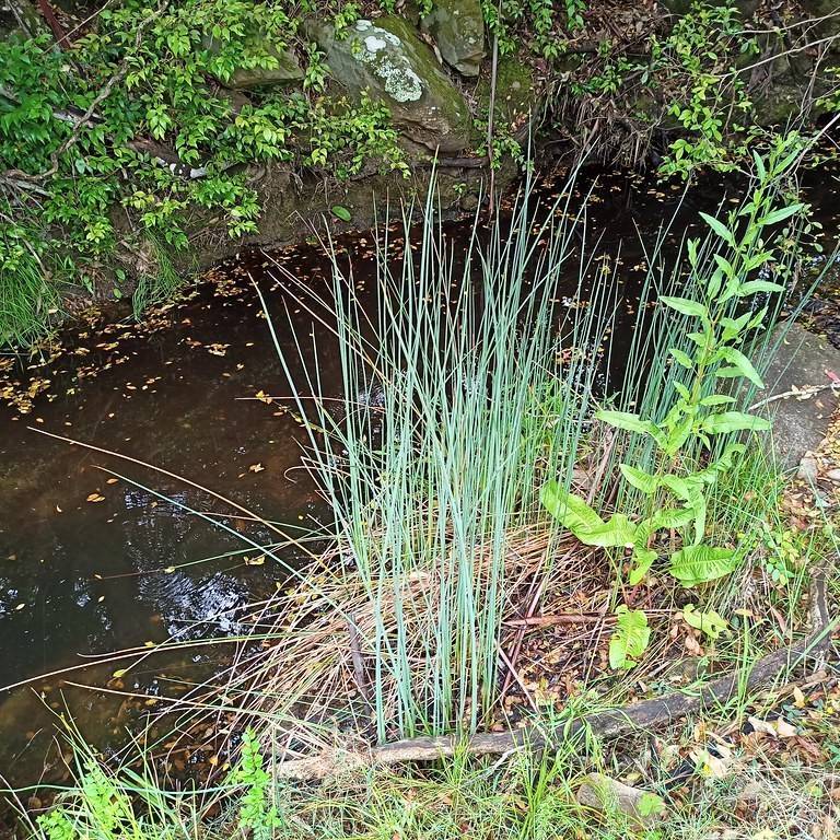 club rush (Schoenoplectus lacustris subsp. tabernaemontani 'Zebrinus') plant