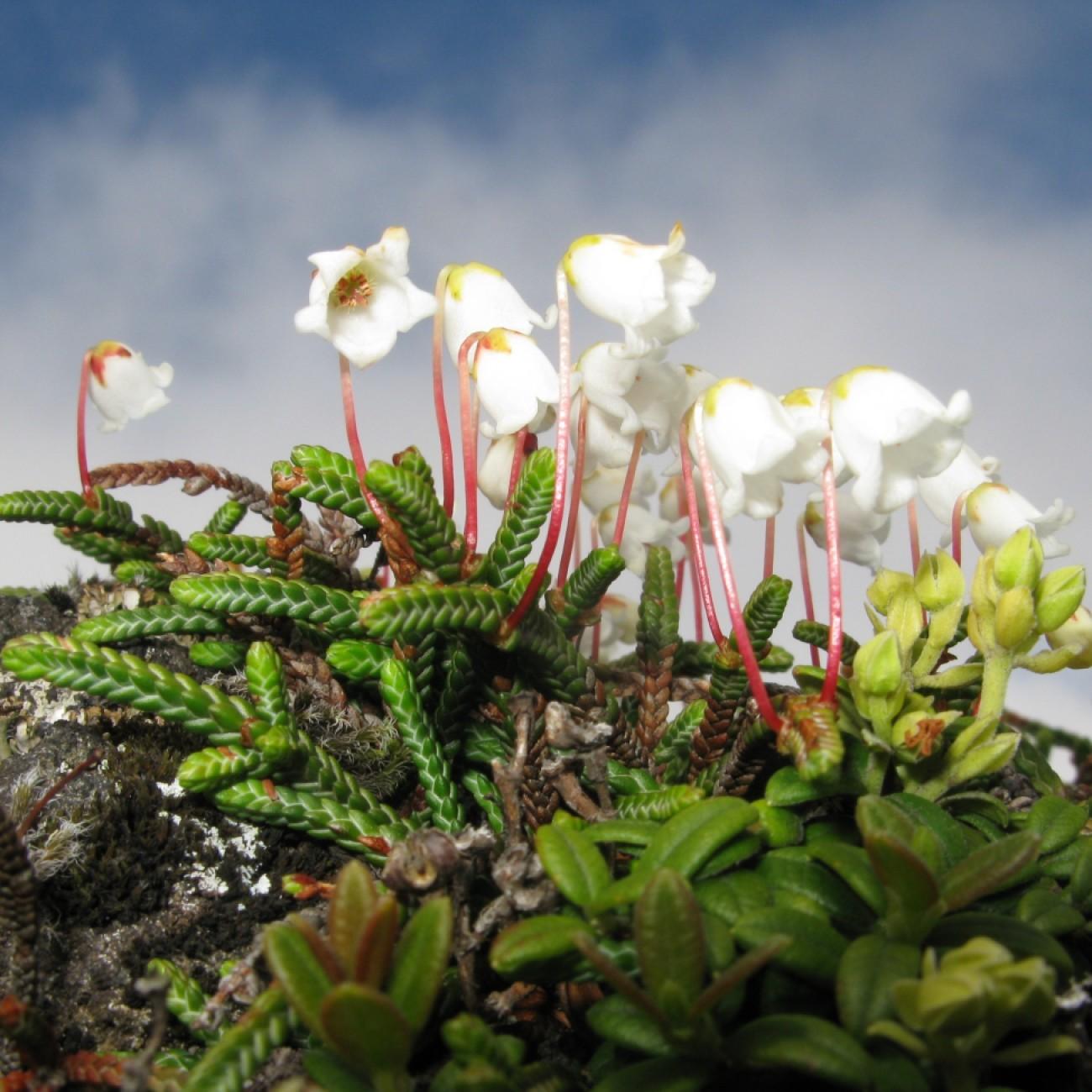 Clubmoss Mountain Heather (Cassiope lycopodioides) plant