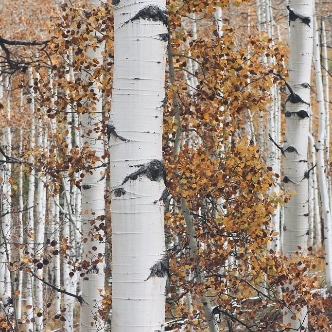 Clump Paper Birch (Betula papyrifera '(clump)') plant — close-up photo