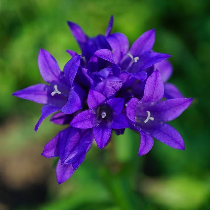 clustered bellflower (Campanula glomerata BELLEFLEUR BLUE) plant — close-up photo