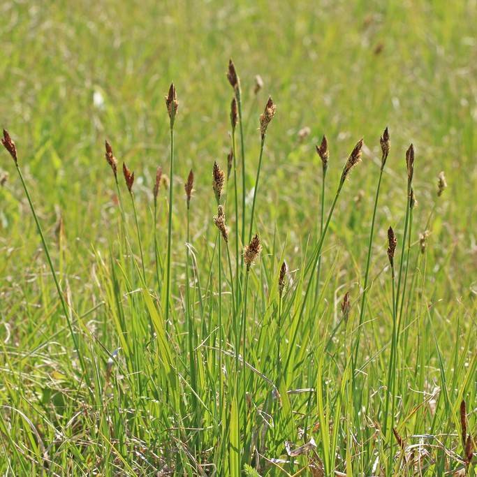 clustered field sedge (Carex praegracilis) plant — close-up photo