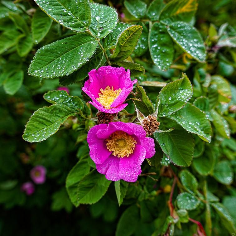 Clustered Wild Rose (Rosa pisocarpa) plant