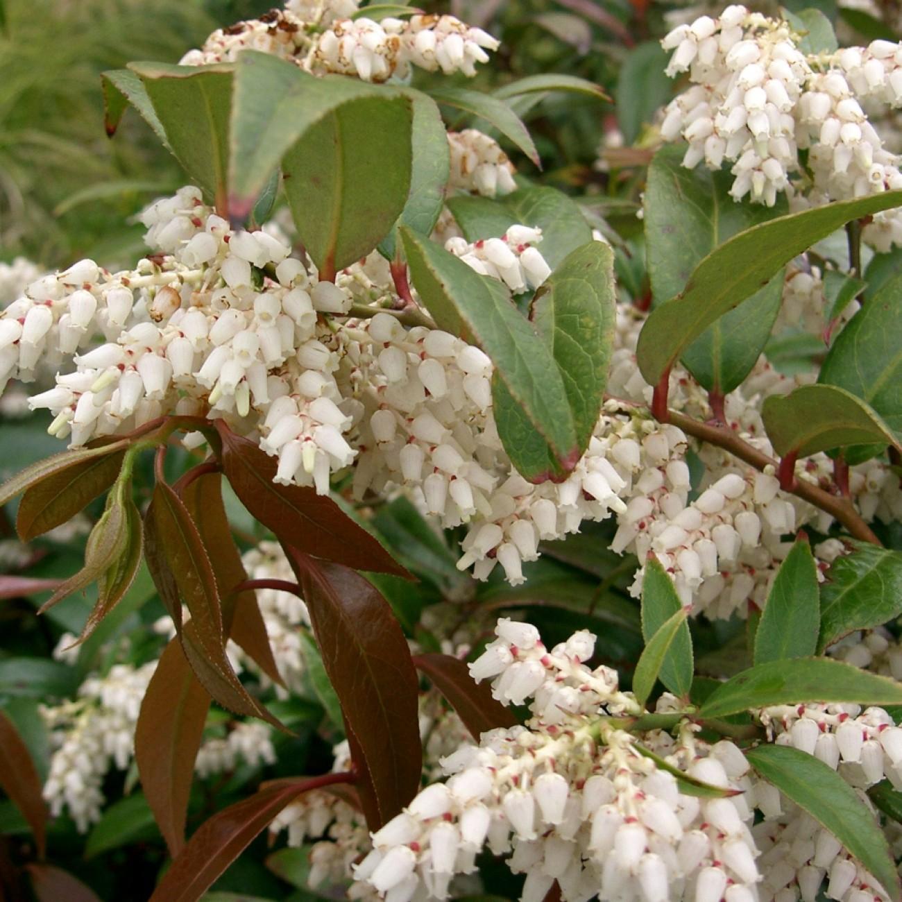 coastal doghobble (Leucothoe axillaris) plant