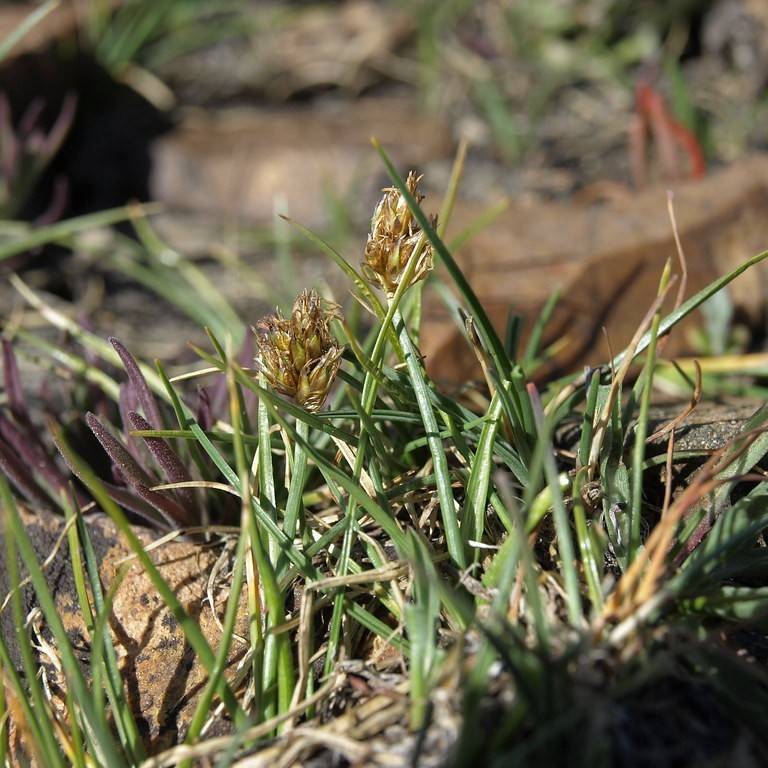 Coastal Sand Sedge (Carex incurviformis) plant