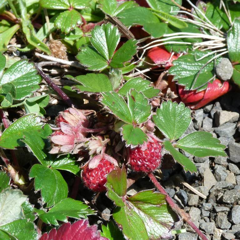coastal strawberry (Fragaria chiloensis) plant