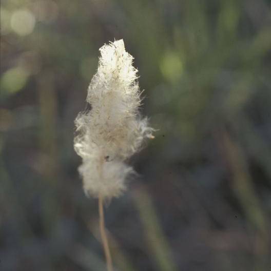 cogon grass (Imperata cylindrica) plant