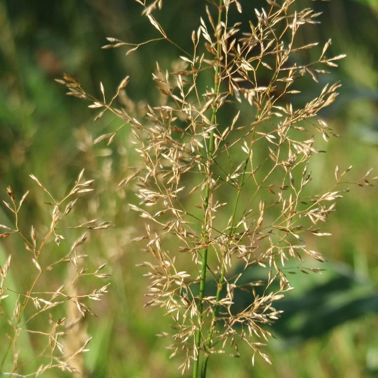 Colonial Bentgrass (Agrostis capillaris) plant