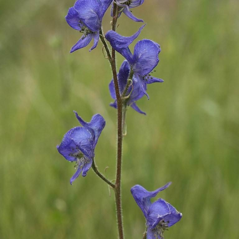 Columbia Monkshood (Aconitum columbianum subsp. columbianum) plant